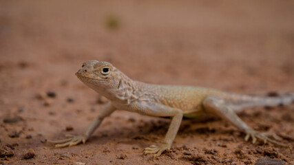 Mojave fringe-toed (Uma inornata) lizard in the Mojave desert, USA