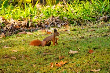 Nagetiere - Eichhörnchen (Sciurus)
