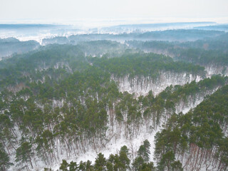 pine forest in the morning fog