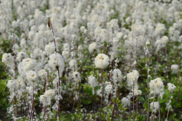 Closeup anemone sylvestris called also snowdrop anemone with blurred background in garden
