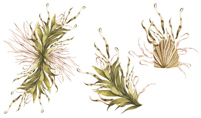 Tropic Leaves Fruits Dry Palm Frames wedding bouquets 