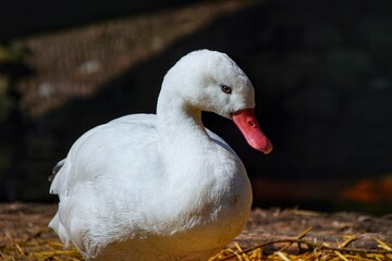 Ein Coscorobaschwan in Nahaufnahme
