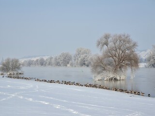 Schnee bedeckte Bäume am Fluss