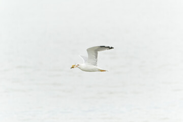 Yellow-legged gull flying with a crab in its mouth