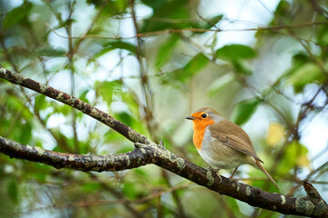 Close-up of robin on a branch