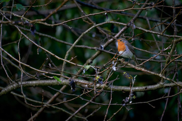 Robin surrounded by branches