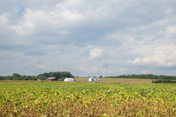 landscape with a field