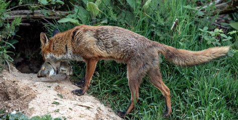 Fox with a rabbit, in its mouth returning to its den, close up, in Scotland, u.k