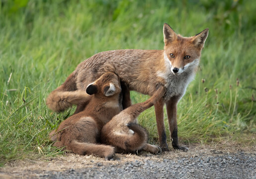 Female Fox Suckling Two Fox Cubs, Close Up, In Scotland Uk In The Springtime