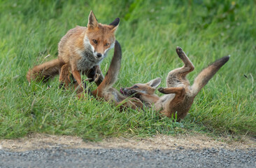Naklejka na ściany i meble Fox cubs playing on the grass, close up in Scotland, uk, in the springtime