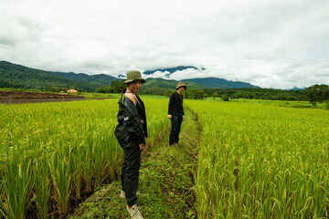 Fototapeta premium The couple in the rice field