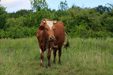 cow looking at the camera in a field