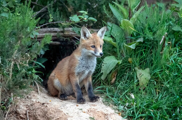 Fox cub in front of its den, close up in Scotland, uk, in the springtime