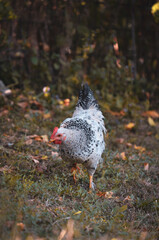 chickens through the natural farm. poultry feeding on the grass during summer season. portrait of young hen with colored feathers