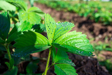 Strawberry leaves. Clear morning dew drops on the leaves. Summer. Leaves after the rain.