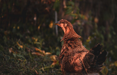 chickens through the natural farm. poultry feeding on the grass during summer season. portrait of young hen with colored feathers