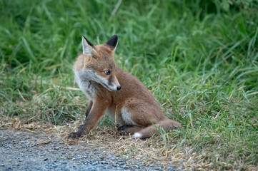 Naklejka na ściany i meble Fox cub beside the road, close up in Scotland, uk, in the springtime