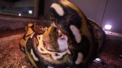reticulated python wrapped around baby goat in sanctuary habitat slomo wide angle
