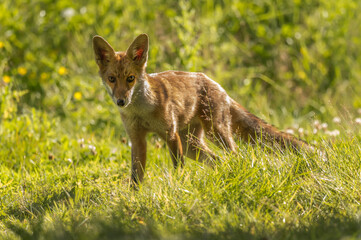 Fox on the prowl, looking for food in a field in Scotland, u.k
