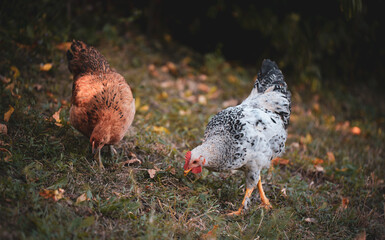 chickens through the natural farm. poultry feeding on the grass during summer season. portrait of young hen with colored feathers