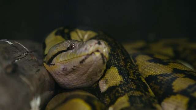 python wrapped up against log