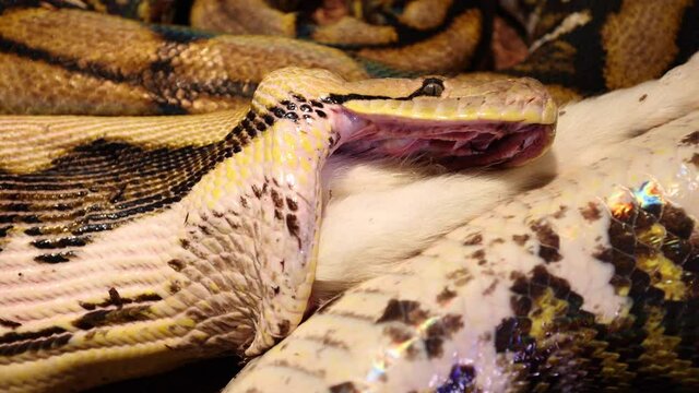 reticulated python getting close to finish swallowing baby goat closeup slomo