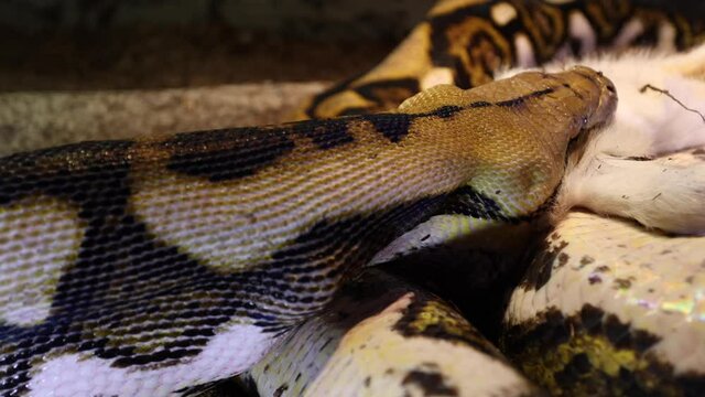 reticulated python using neck muscles to swallow baby goat slomo closeup