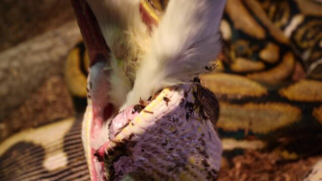 reticulated python finishes swallowing baby goat insane close up slomo face to face