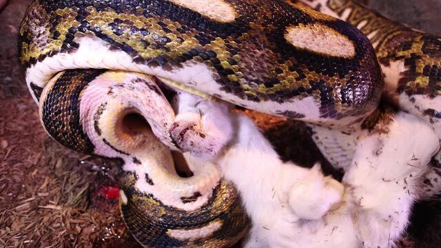 reticulated python biting baby goat head in prep to swallow closeup slomo