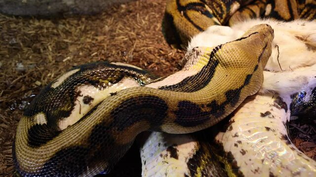 reticulated python working on swallowing baby goat above view