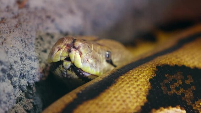 reticulated python tongue flicking slow motion closeup