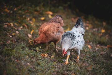 chickens through the natural farm. poultry feeding on the grass during summer season. portrait of young hen with colored feathers