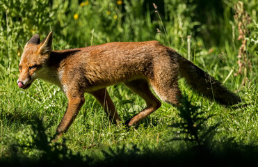 Fox on the prowl, looking for food in a field in Scotland, u.k