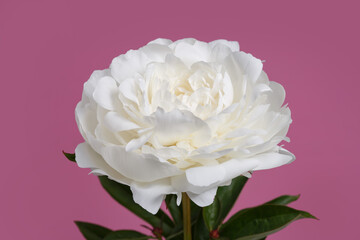 White delicate peony flower isolated on pink background.