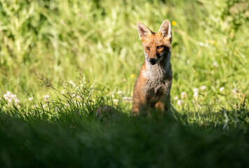 Naklejka na ściany i meble Fox on the prowl, looking for food in a field in Scotland, u.k