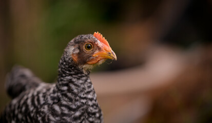chickens through the natural farm. poultry feeding on the grass during summer season. portrait of young hen with colored feathers