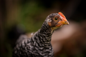 chickens through the natural farm. poultry feeding on the grass during summer season. portrait of young hen with colored feathers