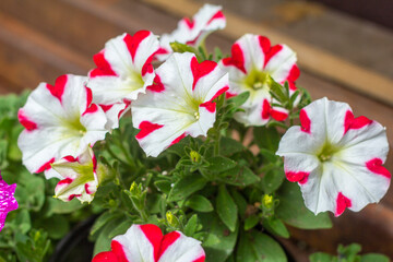 Beautiful blooming pink and white petunias in the garden in summer.