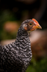 chickens through the natural farm. poultry feeding on the grass during summer season. portrait of young hen with colored feathers