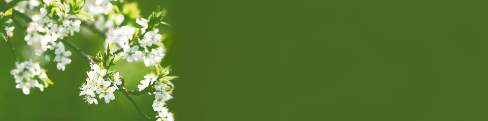 Blossoming cherry branch illuminated by evening backlight against a dark green background on a sunny day. Beautiful abstract spring panoramic banner background with place for text.