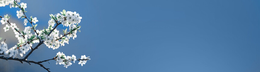 Blooming branch of cherry on a blue sky background on a sunny day. Beautiful abstract spring panoramic banner background with copyspace