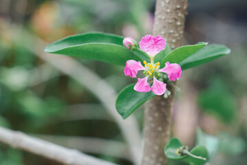 Close-up of barbados cherry flower with nature background. Space for text. Concept of fruits healthy.