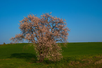 Fototapeta na wymiar drzewo migdałowiec kwitnące niebo błękit