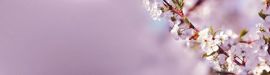 Blooming branch of a cherry tree with a flying bee, on a gentle pink background on a sunny day. Beautiful abstract spring panoramic banner background with place for text.