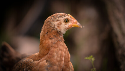 chickens through the natural farm. poultry feeding on the grass during summer season. portrait of young hen with colored feathers