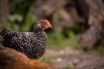 chickens through the natural farm. poultry feeding on the grass during summer season. portrait of young hen with colored feathers