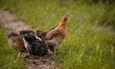 chickens through the natural farm. poultry feeding on the grass during summer season. portrait of young hen with colored feathers