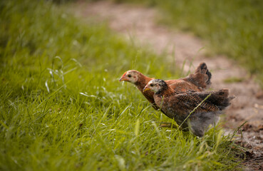 Naklejka na ściany i meble chickens through the natural farm. poultry feeding on the grass during summer season. portrait of young hen with colored feathers
