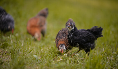 chickens through the natural farm. poultry feeding on the grass during summer season. portrait of young hen with colored feathers