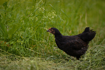 chickens through the natural farm. poultry feeding on the grass during summer season. portrait of young hen with colored feathers